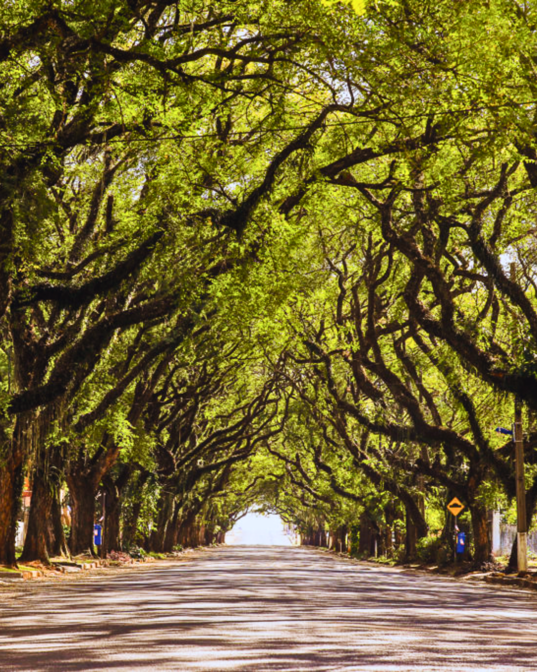 Avenida Pedro Basso